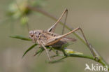 Dobbelsteensprinkhaan (Platycleis tessellata)
