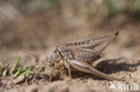 Dobbelsteensprinkhaan (Platycleis tessellata)