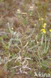 Carline Thistle (Carlina vulgaris)