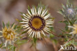 Carline Thistle (Carlina vulgaris)