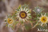 Carline Thistle (Carlina vulgaris)