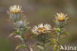 Carline Thistle (Carlina vulgaris)