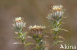 Carline Thistle (Carlina vulgaris)