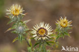 Carline Thistle (Carlina vulgaris)