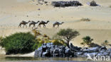 Dromedary (Camelus dromedarius)