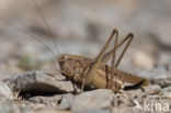 Grey Bush-cricket (Platycleis albopunctata)