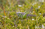 Grey Bush-cricket (Platycleis albopunctata)