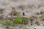 Grey Bush-cricket (Platycleis albopunctata)