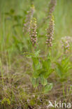 Duinwespenorchis (Epipactis helleborine subsp. neerlandica)