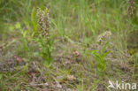 Duinwespenorchis (Epipactis helleborine subsp. neerlandica)