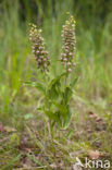 Duinwespenorchis (Epipactis helleborine subsp. neerlandica)