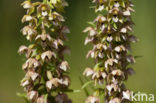 Duinwespenorchis (Epipactis helleborine subsp. neerlandica)