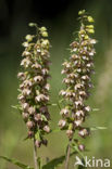 Duinwespenorchis (Epipactis helleborine subsp. neerlandica)