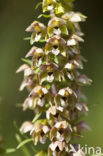 Duinwespenorchis (Epipactis helleborine subsp. neerlandica)