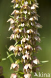 Duinwespenorchis (Epipactis helleborine subsp. neerlandica)