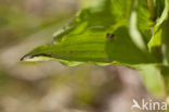 Duinwespenorchis (Epipactis helleborine subsp. neerlandica)