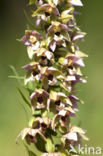 Duinwespenorchis (Epipactis helleborine subsp. neerlandica)