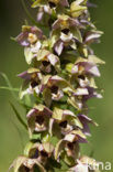 Duinwespenorchis (Epipactis helleborine subsp. neerlandica)