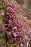 Common Dodder (Cuscuta epithymum)