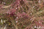 Common Dodder (Cuscuta epithymum)