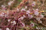 Common Dodder (Cuscuta epithymum)