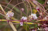 Common Dodder (Cuscuta epithymum)