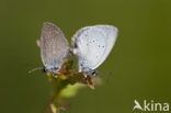Dwergblauwtje (Cupido minimus) 