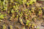 Dwergbloem (Anagallis minima