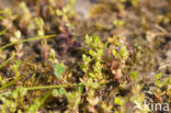 Chaffweed (Anagallis minima