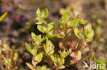 Dwergbloem (Anagallis minima