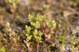 Dwergbloem (Anagallis minima