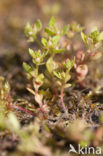 Chaffweed (Anagallis minima