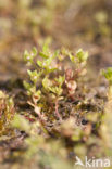 Chaffweed (Anagallis minima