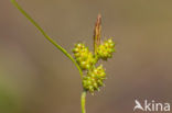 Common Yellow-sedge (Carex oederi subsp. oederi)