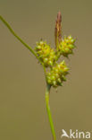 Dwergzegge (Carex oederi subsp. oederi)