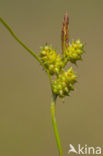 Common Yellow-sedge (Carex oederi subsp. oederi)