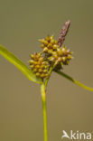 Common Yellow-sedge (Carex oederi subsp. oederi)