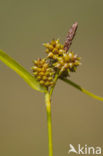 Dwergzegge (Carex oederi subsp. oederi)