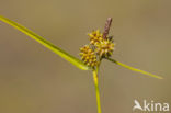 Common Yellow-sedge (Carex oederi subsp. oederi)