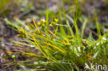 Common Yellow-sedge (Carex oederi subsp. oederi)