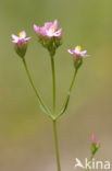 Common Centaury (Centaurium erythraea)