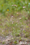 Echt duizendguldenkruid (Centaurium erythraea)