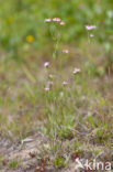 Common Centaury (Centaurium erythraea)