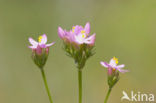 Common Centaury (Centaurium erythraea)