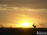 Red Deer (Cervus elaphus)