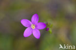 Fraai duizendguldenkruid (Centaurium pulchellum)