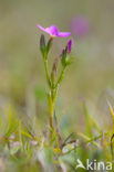 Fraai duizendguldenkruid (Centaurium pulchellum)