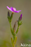 Fraai duizendguldenkruid (Centaurium pulchellum)