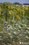 Pignut (Conopodium majus)