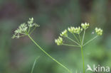 Pignut (Conopodium majus)